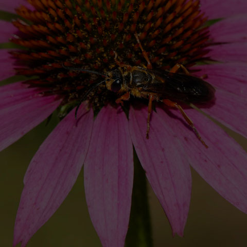Great Golden Digger Wasp