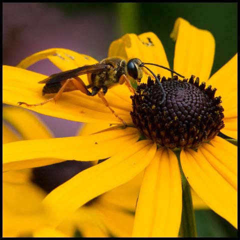 Great Golden Digger Wasp