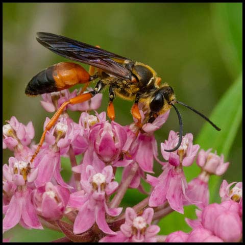 Great Golden Digger Wasp
