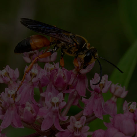Great Golden Digger Wasp