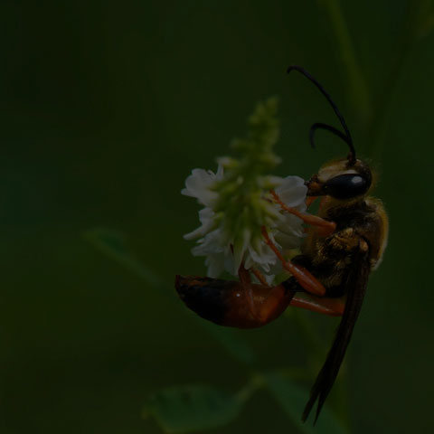 Great Golden Digger Wasp
