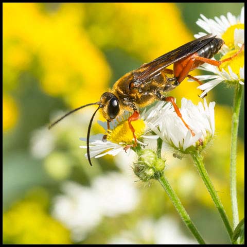 Great Golden Digger Wasp