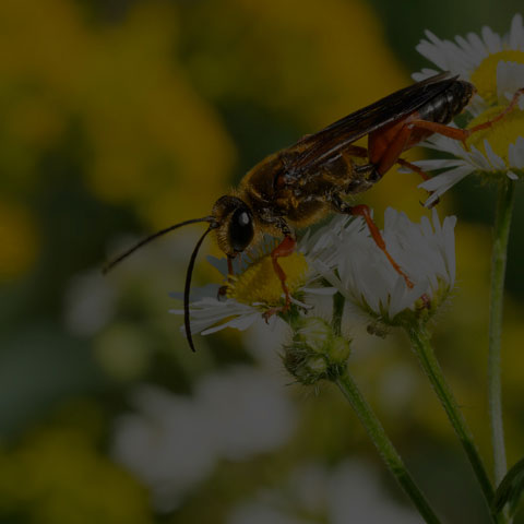 Great Golden Digger Wasp