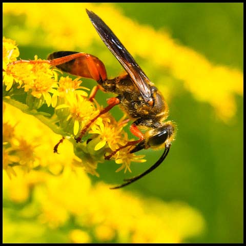 Great Golden Digger Wasp