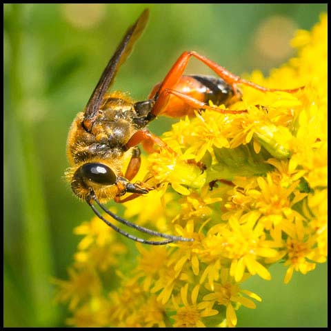 Great Golden Digger Wasp