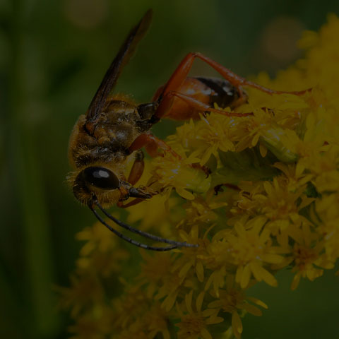 Great Golden Digger Wasp