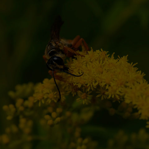 Great Golden Digger Wasp