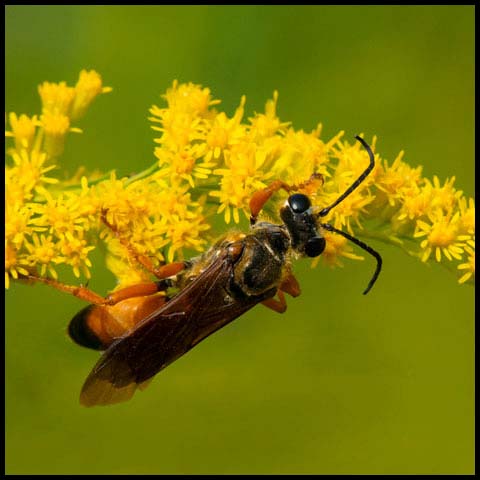 Great Golden Digger Wasp