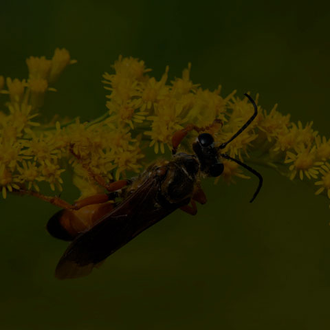 Great Golden Digger Wasp