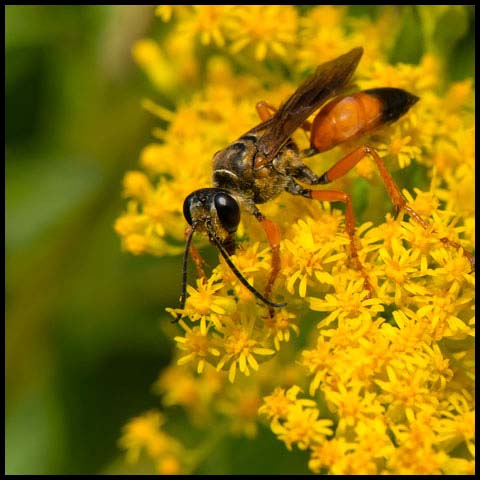 Great Golden Digger Wasp