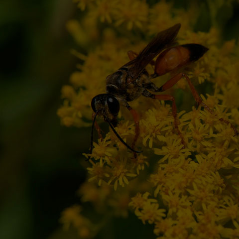 Great Golden Digger Wasp