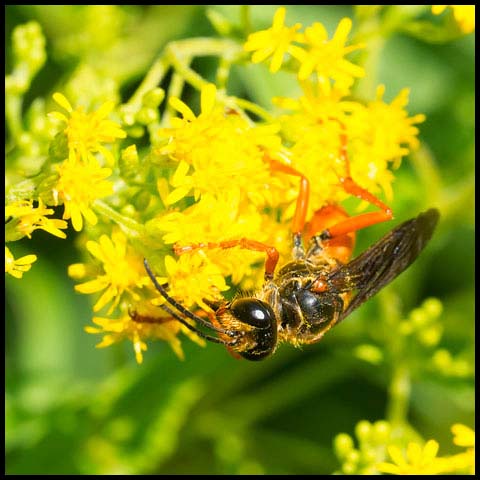 Great Golden Digger Wasp