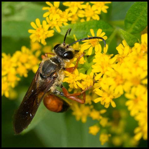 Great Golden Digger Wasp