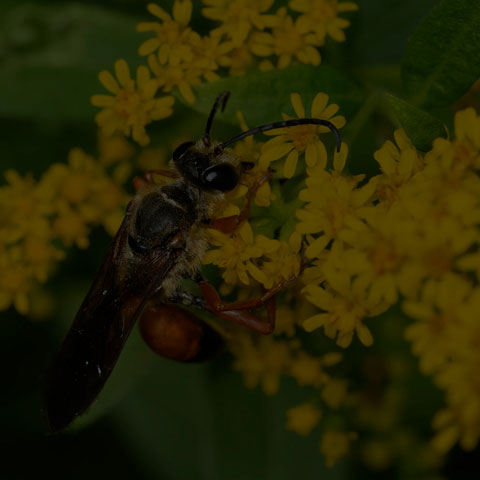 Great Golden Digger Wasp