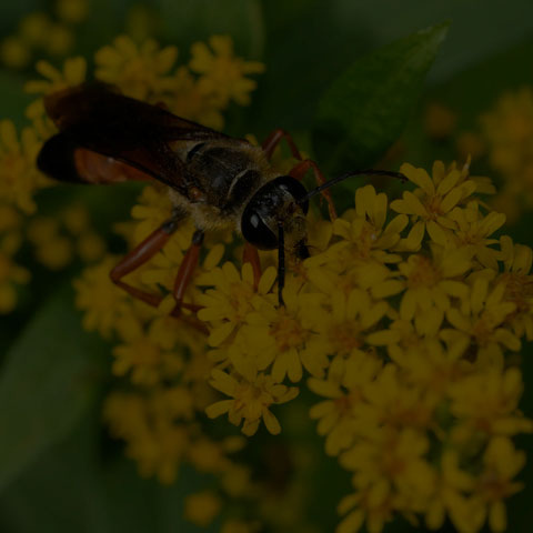 Great Golden Digger Wasp