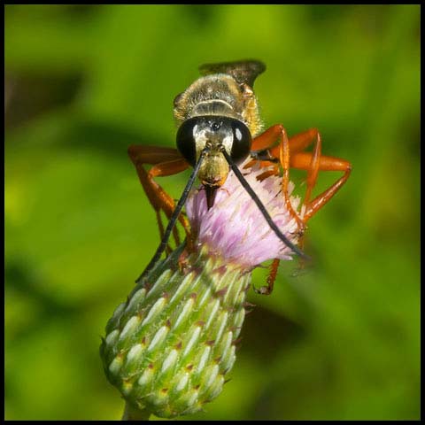 Great Golden Digger Wasp
