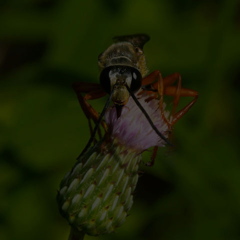 Great Golden Digger Wasp
