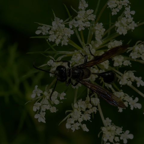 Mexican Grass-carrying Wasp