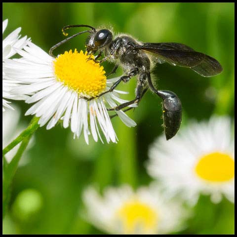 Mexican Grass-carrying Wasp