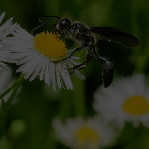 Mexican Grass-carrying Wasp