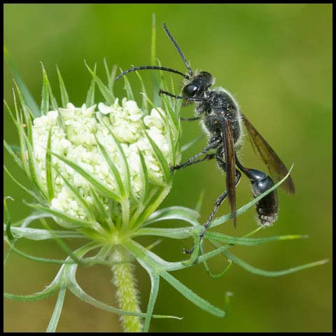 Mexican Grass-carrying Wasp