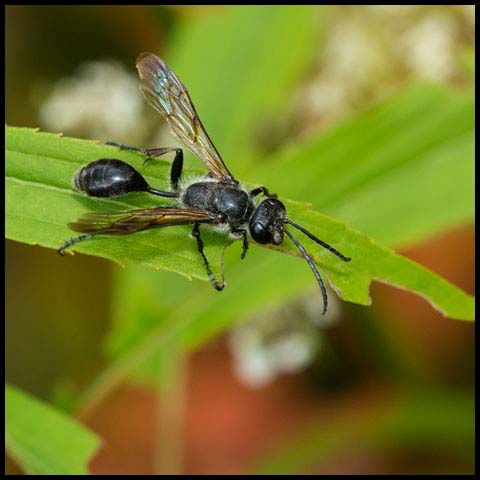 Mexican Grass-carrying Wasp