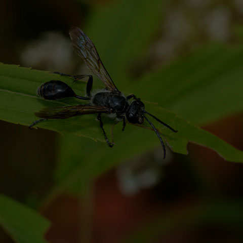 Mexican Grass-carrying Wasp