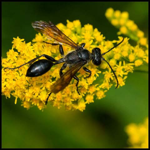 Mexican Grass-carrying Wasp