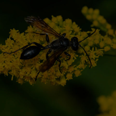 Mexican Grass-carrying Wasp