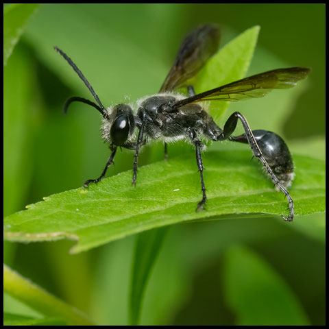 Mexican Grass-carrying Wasp