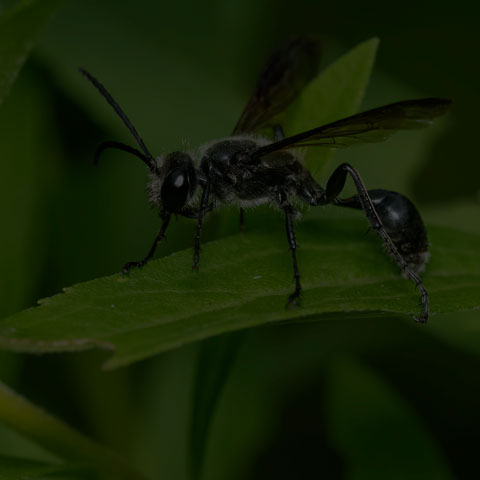 Mexican Grass-carrying Wasp