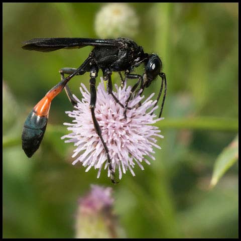 Thread-waisted Sand Wasp