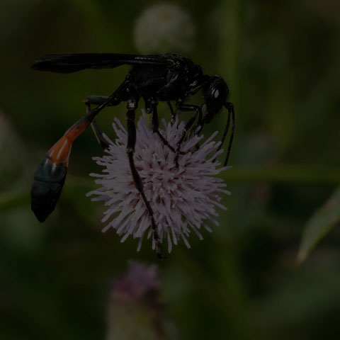 Thread-waisted Sand Wasp
