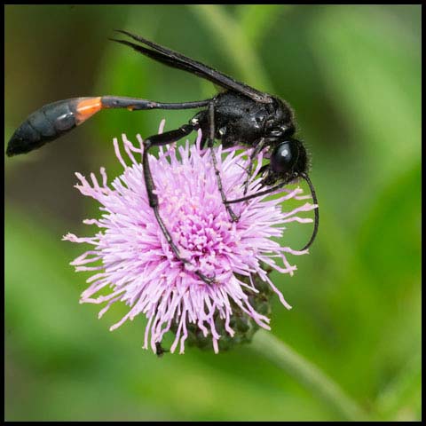 Thread-waisted Sand Wasp
