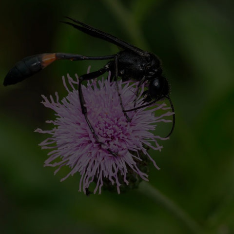 Thread-waisted Sand Wasp