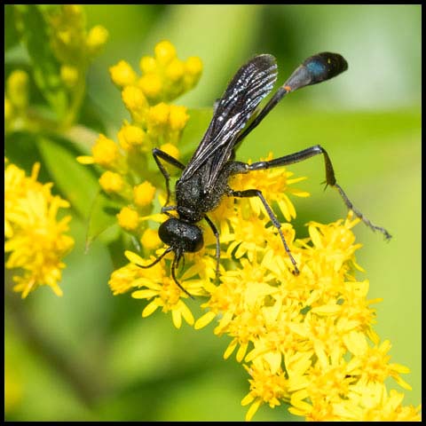 Thread-waisted Sand Wasp