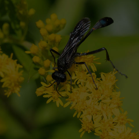Thread-waisted Sand Wasp
