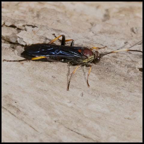 Central Ichneumonid Wasp