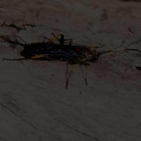 Central Ichneumonid Wasp