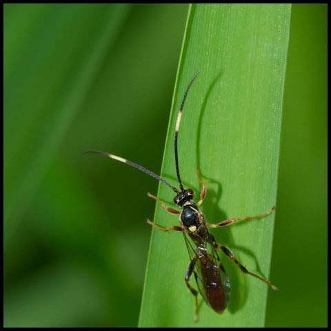 Wonderful Wasp