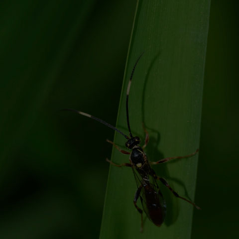 Wonderful Wasp