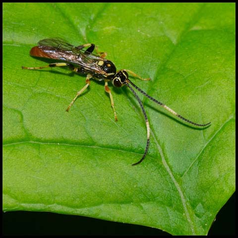 Wonderful Wasp