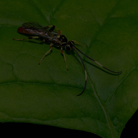 Wonderful Wasp