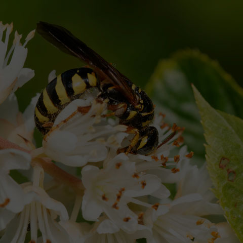 Five-banded Thynnid Wasp