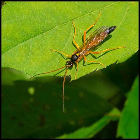 Neamblymorpha milva
