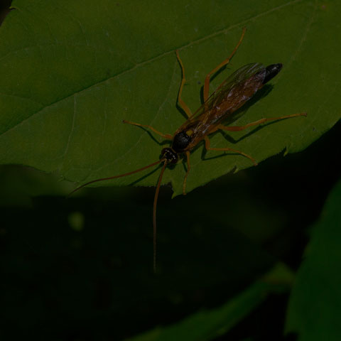 Neamblymorpha milva