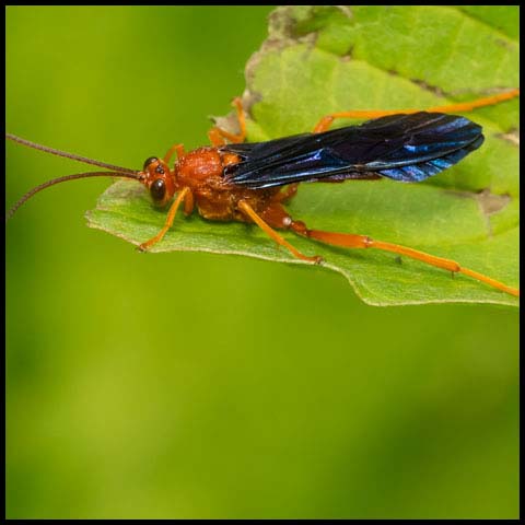 Trogus pennator