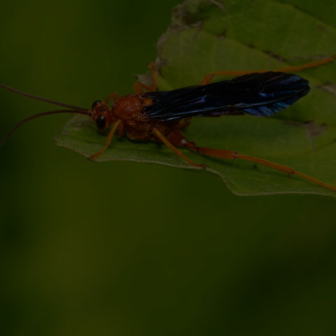 Trogus pennator