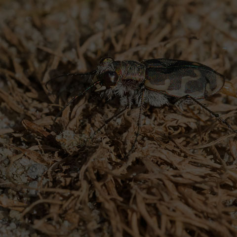 Bronzed Tiger Beetle