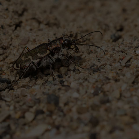 Bronzed Tiger Beetle